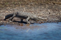 Krokodyl americky - Crocodylus acutus - American Crocodile o0635